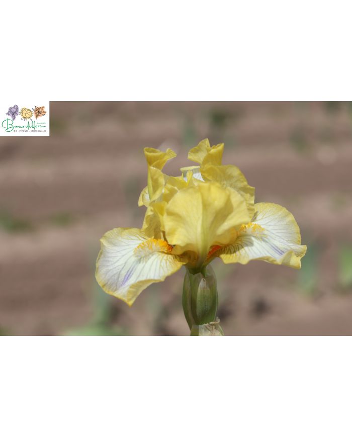 Iris lilliput : Subtile beauté