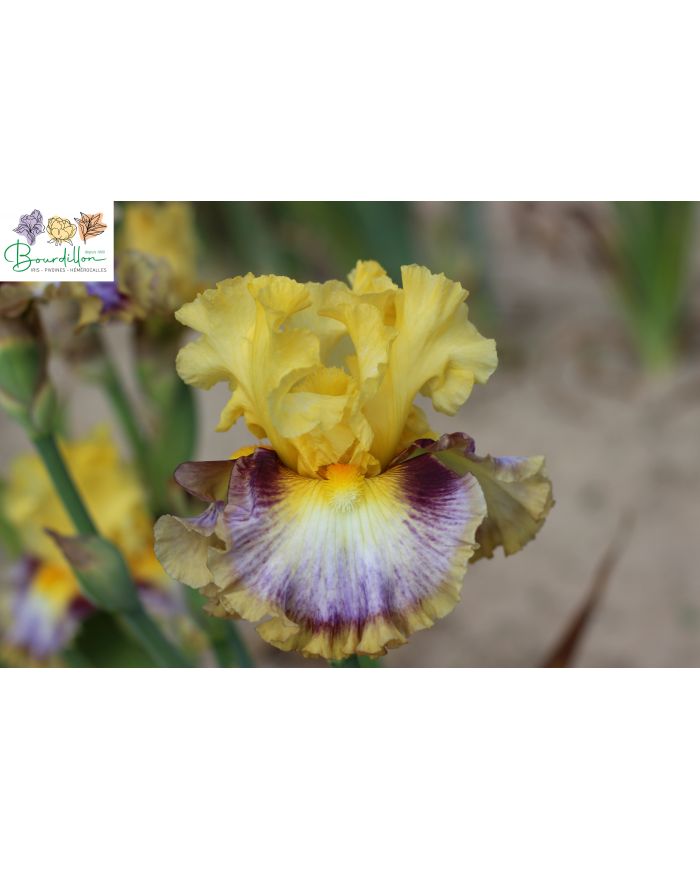 Iris : Colour bazaar