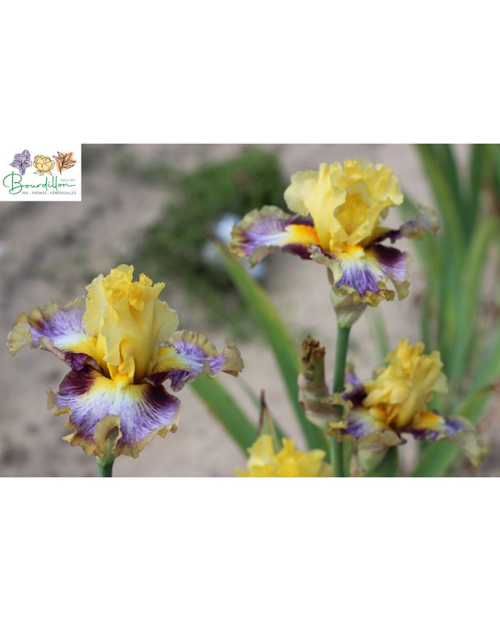 Iris : Colour bazaar