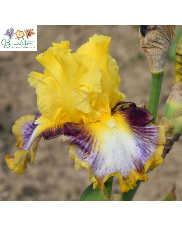 Iris : Colour bazaar