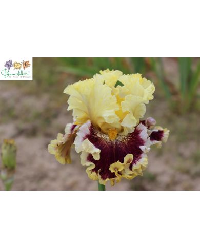 Iris : Dressed to the nines