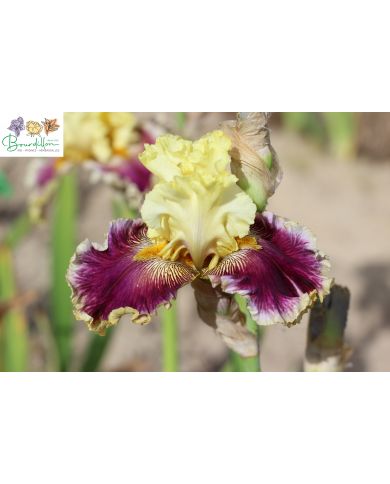 Iris : Dressed to the nines