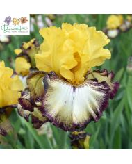 Iris de bordure : Cartouche