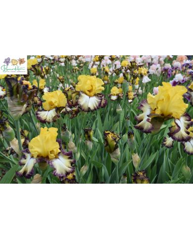 Iris : High desert