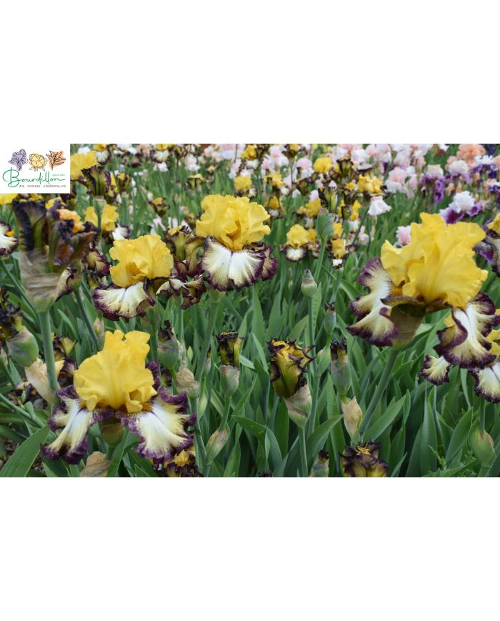 Iris : High desert