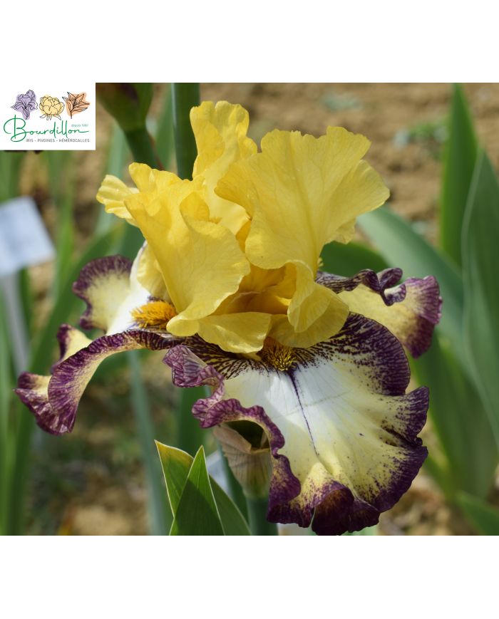 Iris : High desert