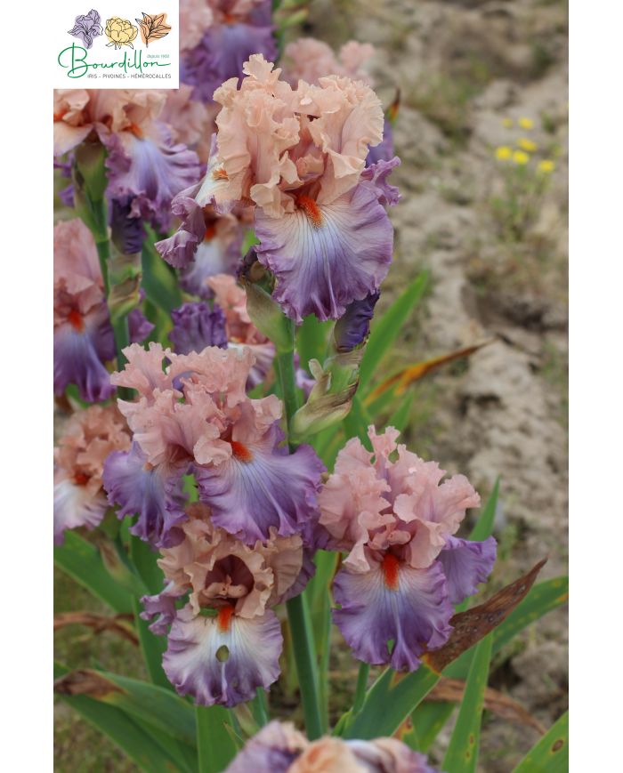 Iris : Marrying kind