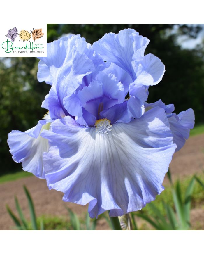 Iris : Moment to savour