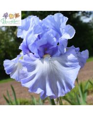 Iris : Marrying kind