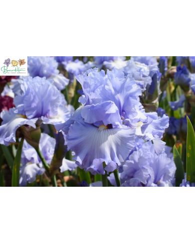 Iris : Moment to savour