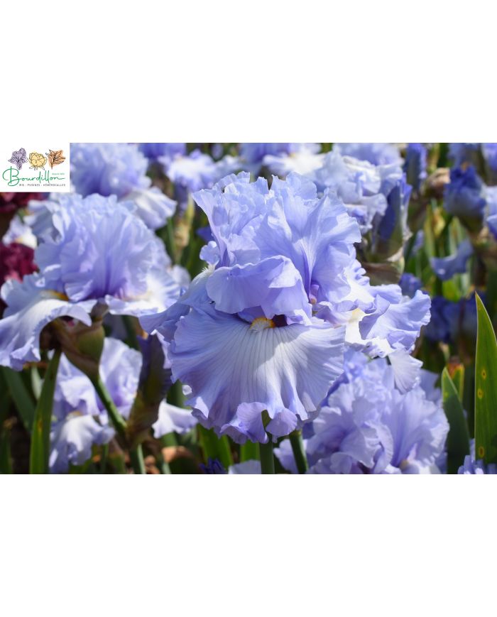 Iris : Moment to savour