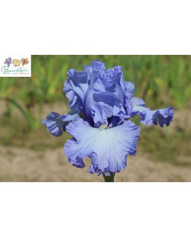 Iris : Moment to savour