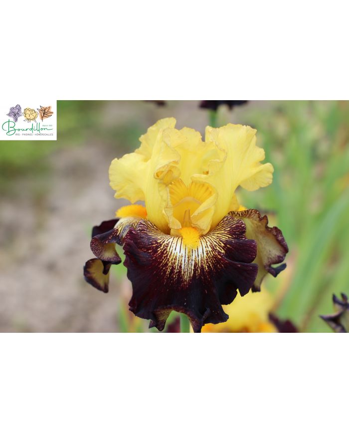 Iris : Stole the show