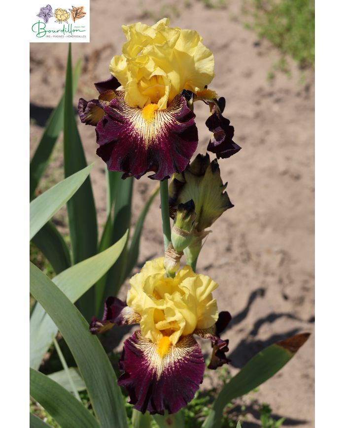 Iris : Stole the show