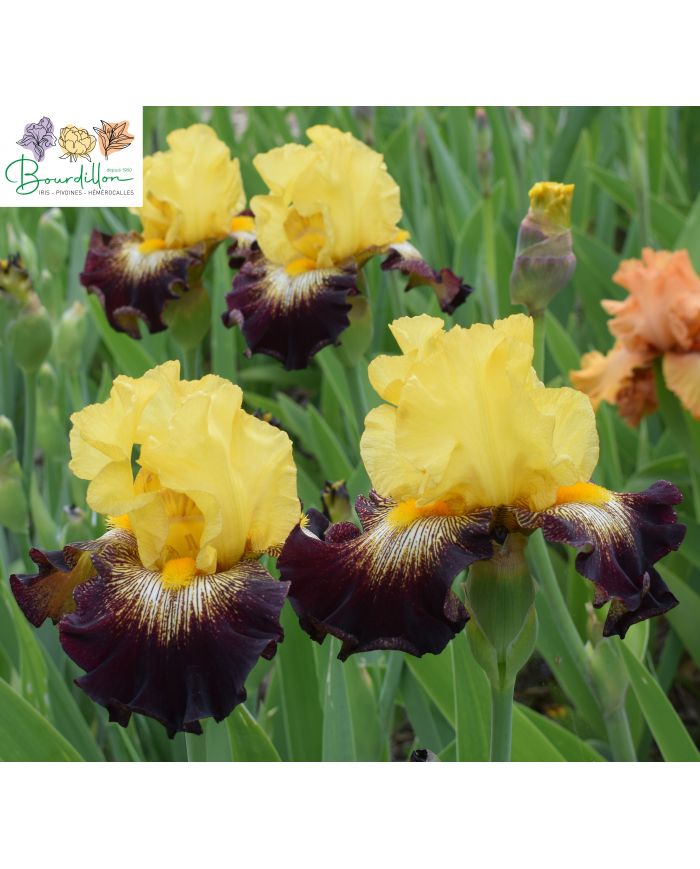 Iris : Stole the show