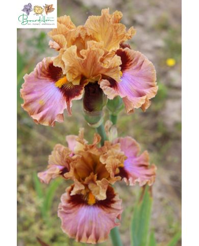 Iris : Touch of gossip