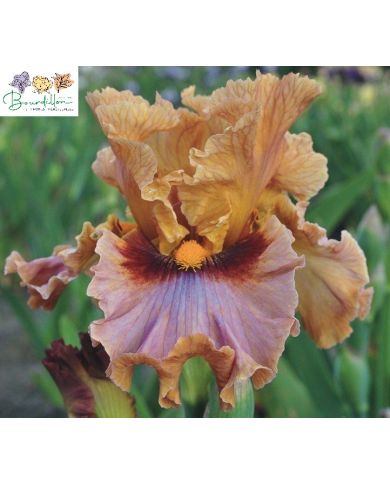 Iris : Touch of gossip