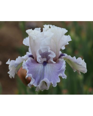 Iris : Trending