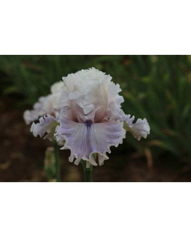 Iris : Trending