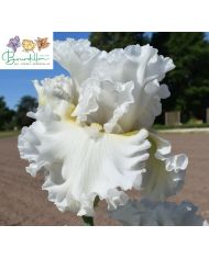 Iris : Winter's smile