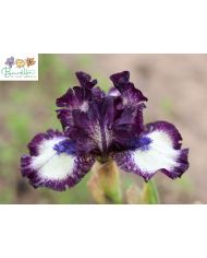 Iris lilliput : Deacon