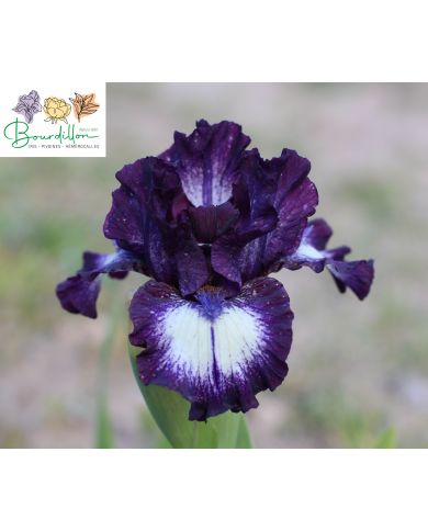 Iris lilliput : Deacon