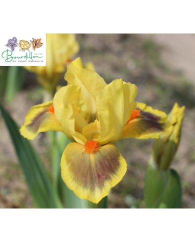 Iris barbato nano standard (SDB) : Besoin de soleil