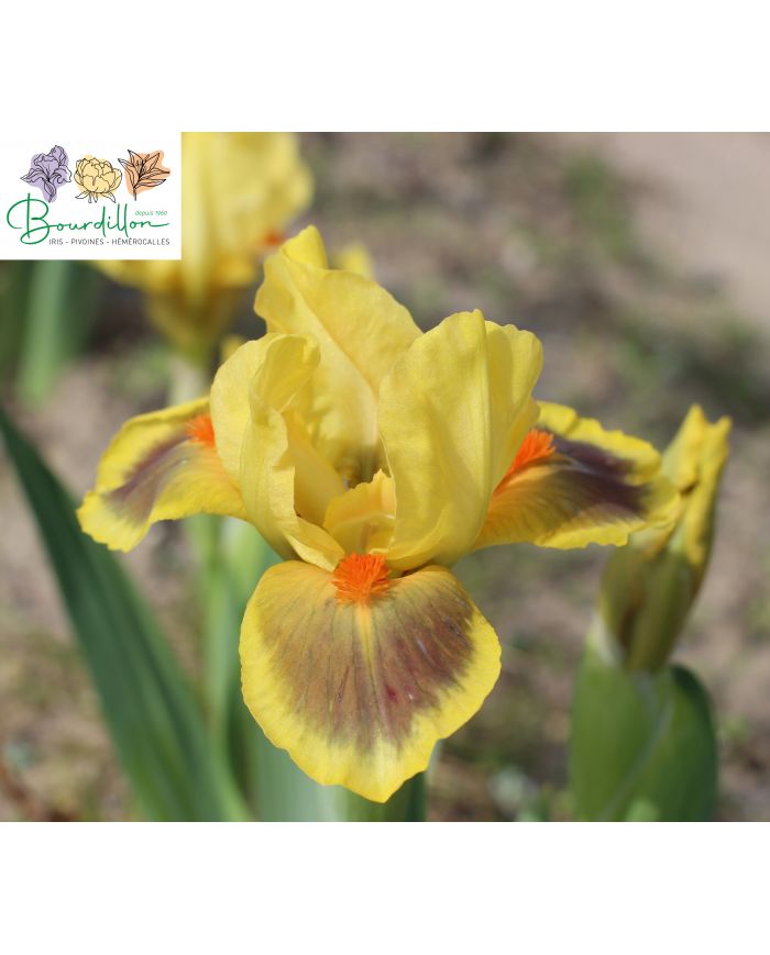 Iris barbato nano standard (SDB) : Besoin de soleil