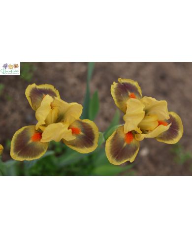 Iris barbato nano standard (SDB) : Besoin de soleil