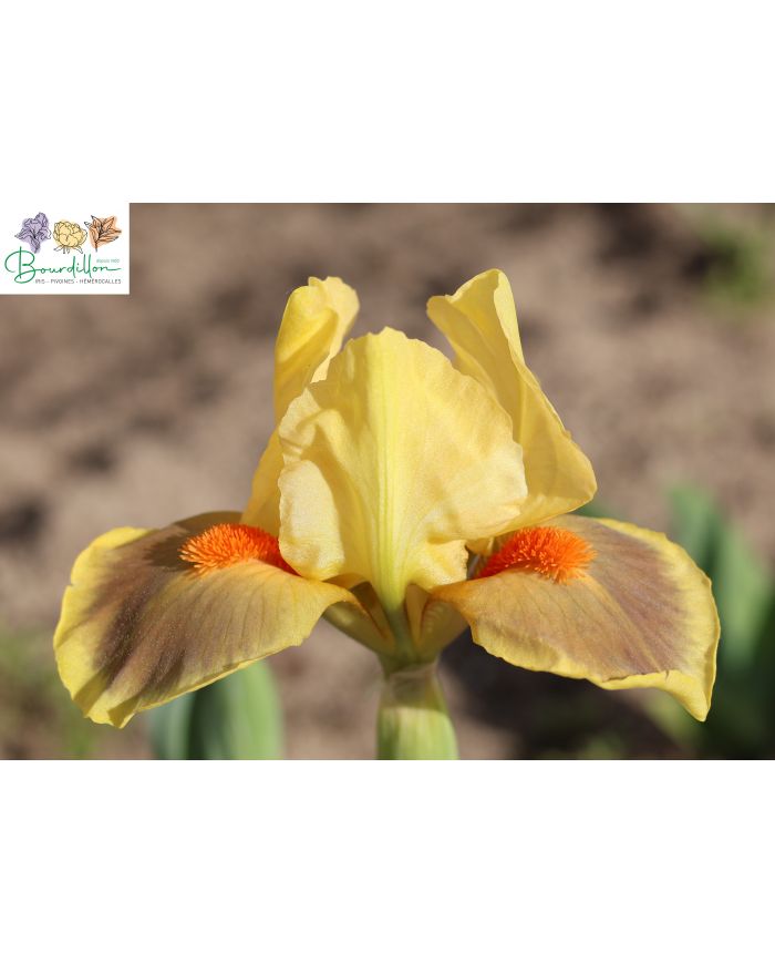 Iris barbato nano standard (SDB) : Besoin de soleil