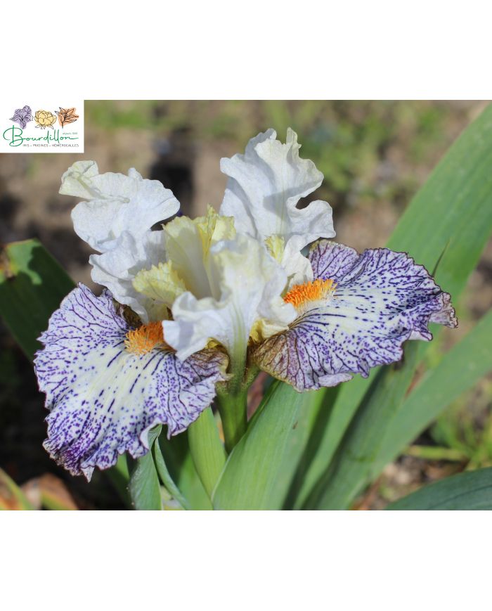Iris Lilliput : Tula