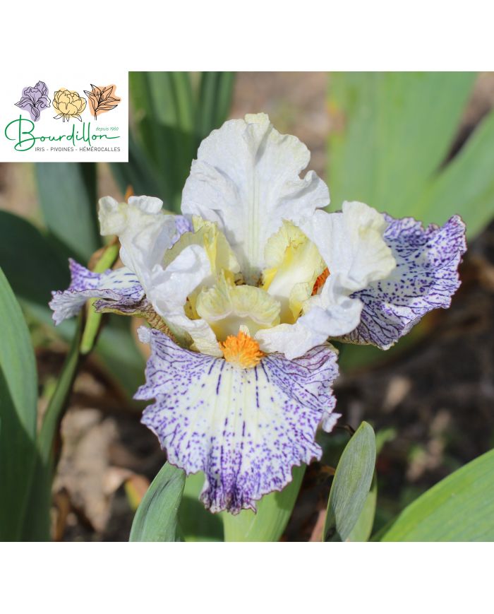 Iris Lilliput : Tula
