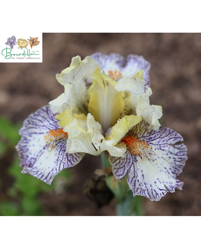 Iris Lilliput : Tula