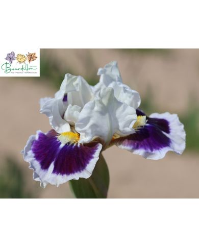 Zwergiris : Stop and stare