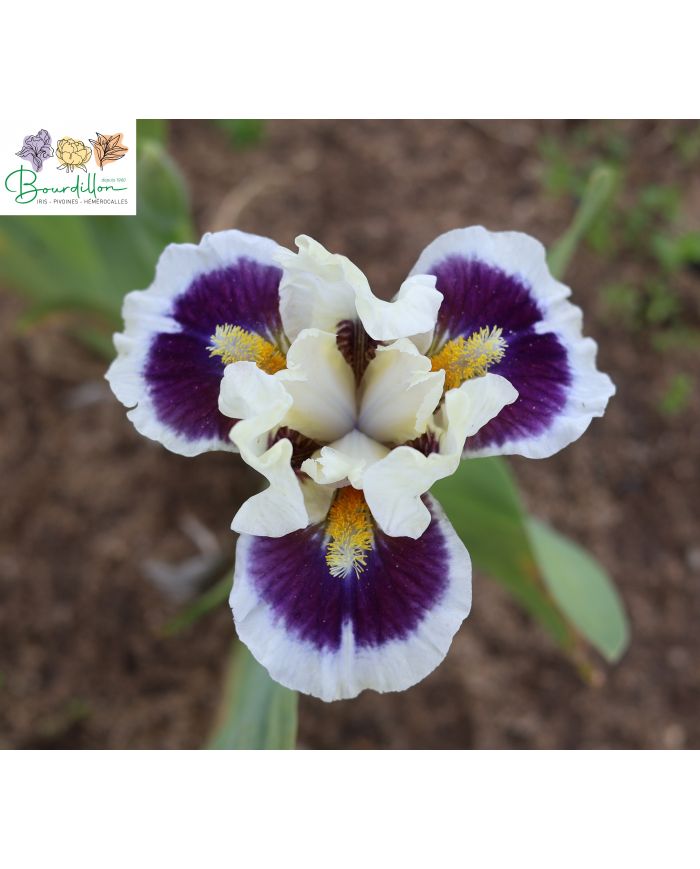 Iris barbato nano standard (SDB) : Stop and stare