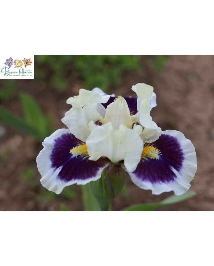 Iris barbato nano standard (SDB) : Stop and stare