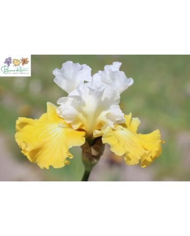 Iris : Joviality
