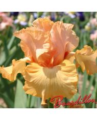 Iris : BIG SQUEEZE