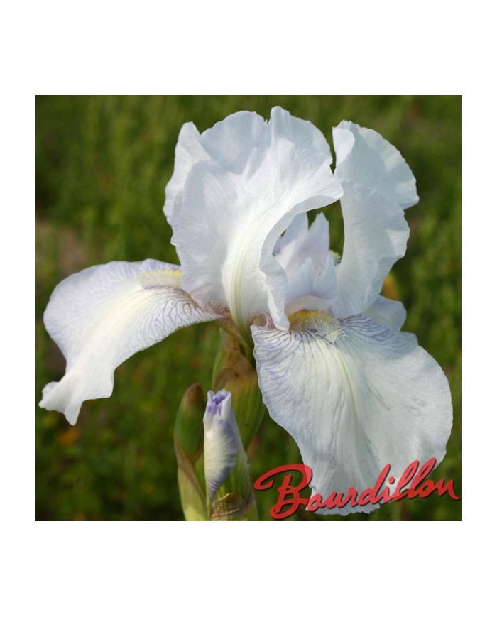 Iris : ENGLISH COTTAGE