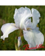 Iris : ENGLISH COTTAGE