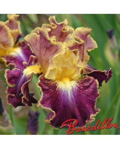 Iris : HIGH MASTER