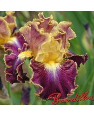 Iris : HIGH MASTER