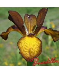 Iris : ADOBE SUNSET