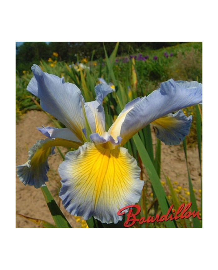 Iris : AIRY FANCY