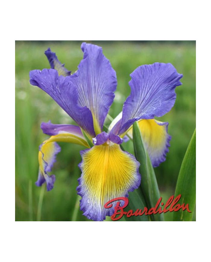 Iris : DRESS CIRCLE