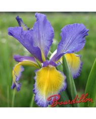 Iris : DRESS CIRCLE