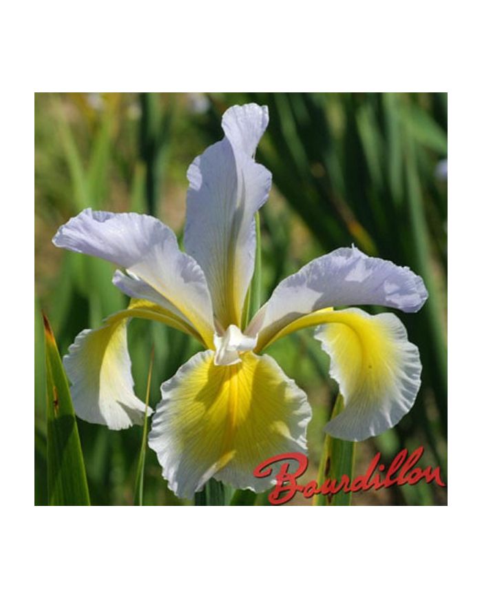 Iris : MINNEOPA