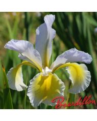 Iris : MINNEOPA