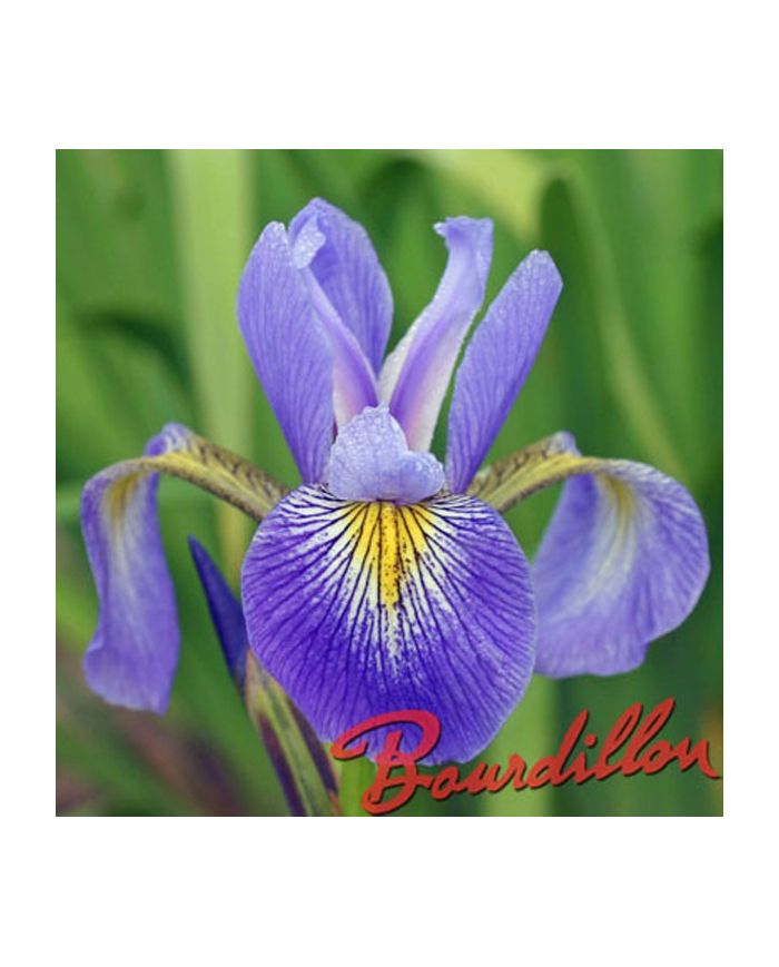 Iris : GERALD DARBY