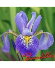 Iris : GERALD DARBY